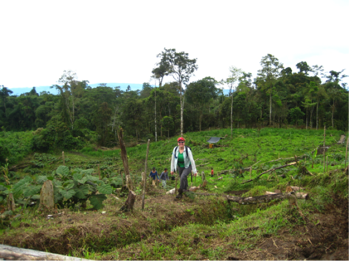 Bottom-up but also top-down – why local institutions matter for REDD+