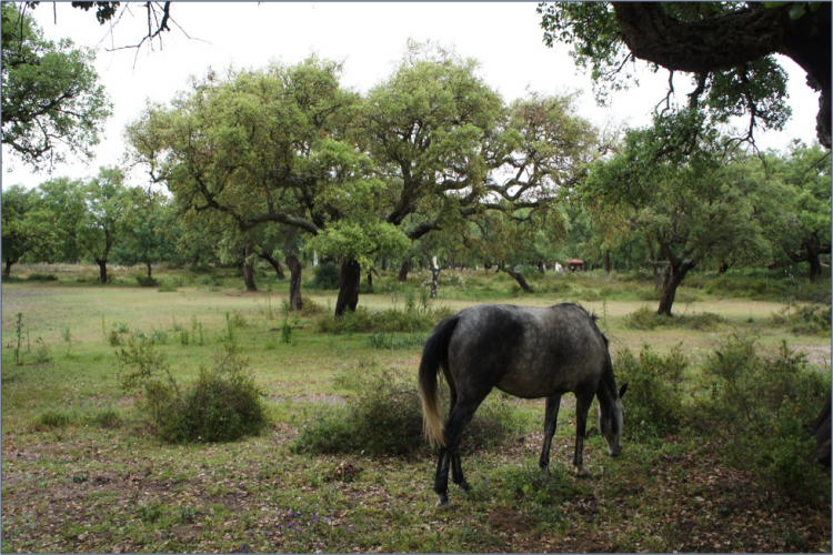 The Portuguese Montados: Cork Before Cattle