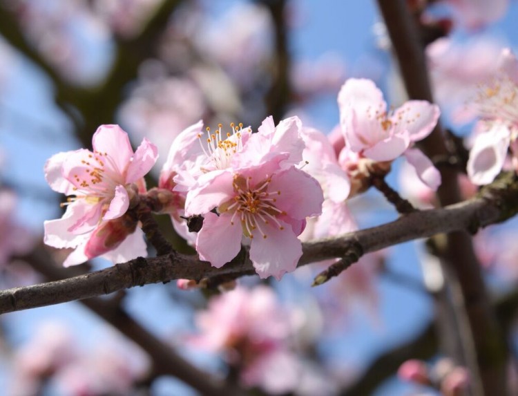 Wine, almond blossoms &amp; earthworms